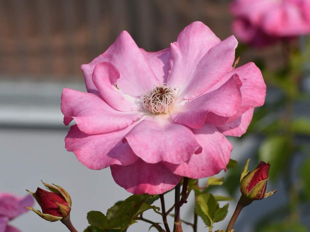 Abogen Gartneri-Foldereid必去景点