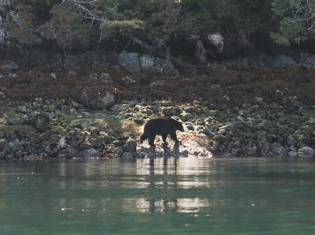 Black Bear Kayaking景点图片
