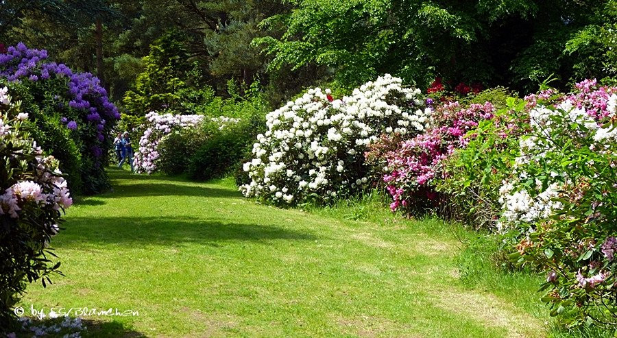 Rhododendronpark Jansen景点图片