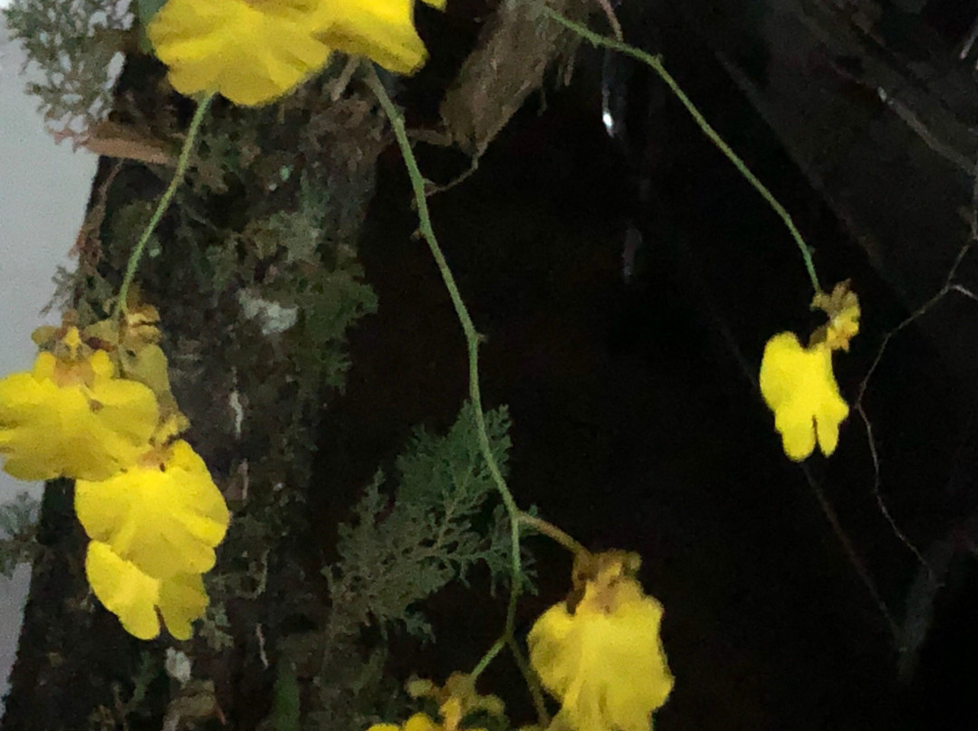 Pousada Canto dos Passaros主图