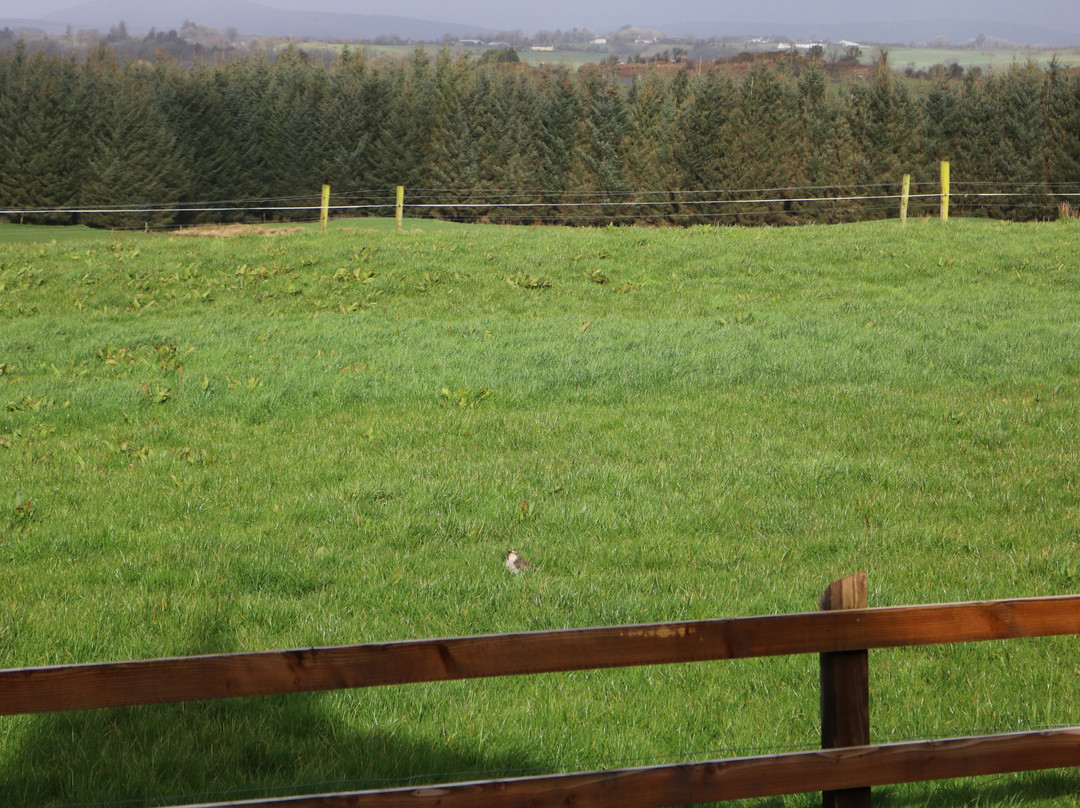 Bunalun Farm B&B主图