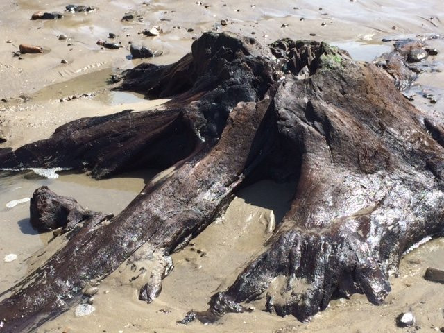 Cape Lookout Bed n Breakfast主图