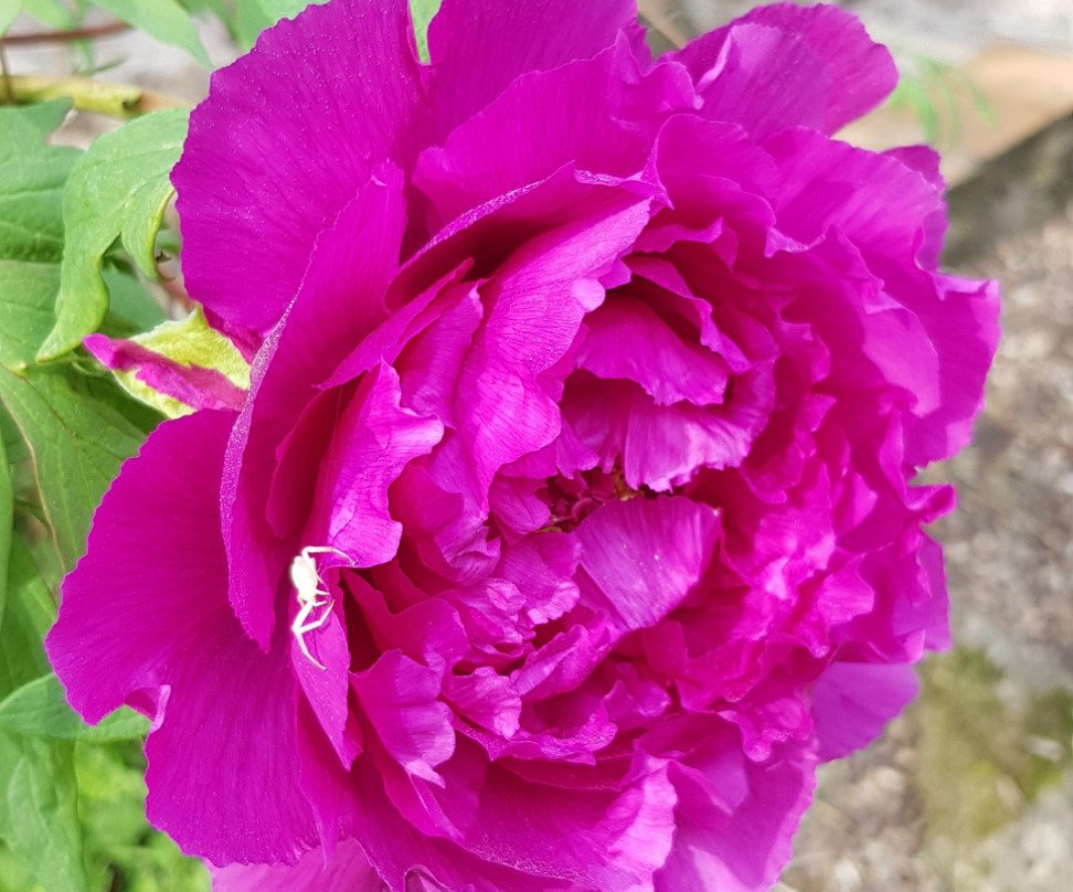 Le Moulin Hodoux主图