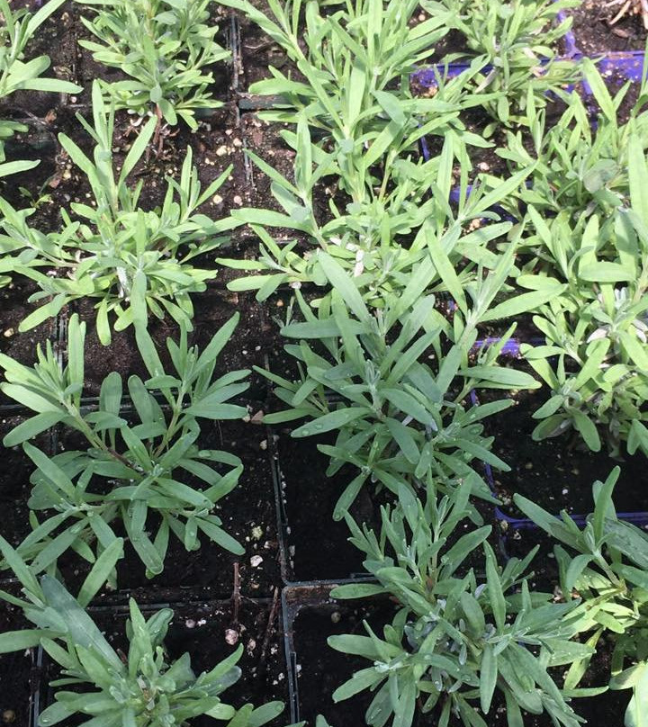 Serenity Lavender Farm-Harrow必去景点