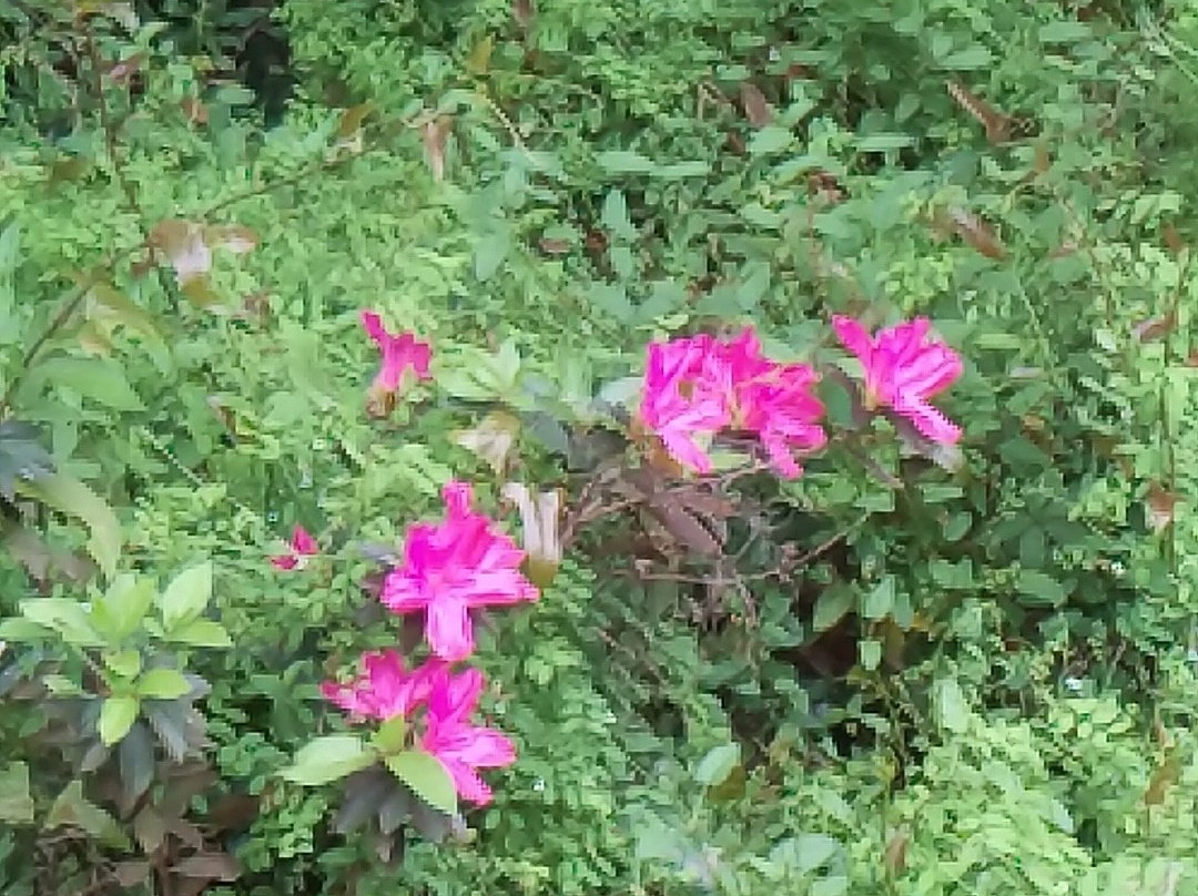 Fountain of Youth Eco/History Tours-De Leon Springs必去景点