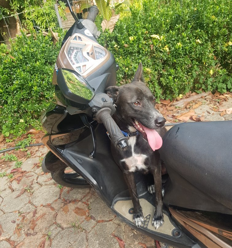 Sabai Dog-阁骨岛必去景点