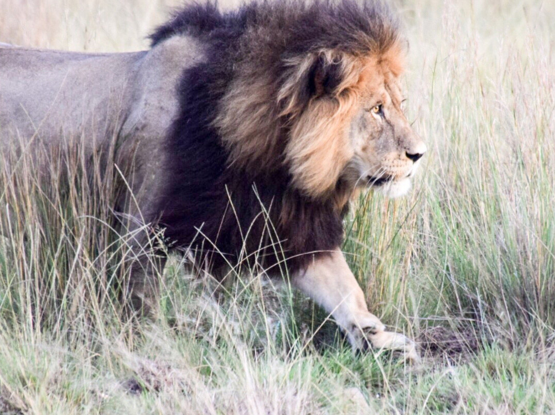 Gondwana Private Game Reserve主图