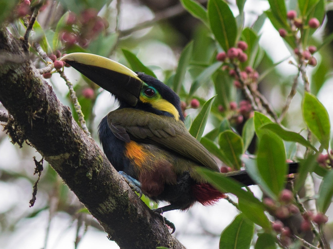 Heliconias Rainforest Lodge主图