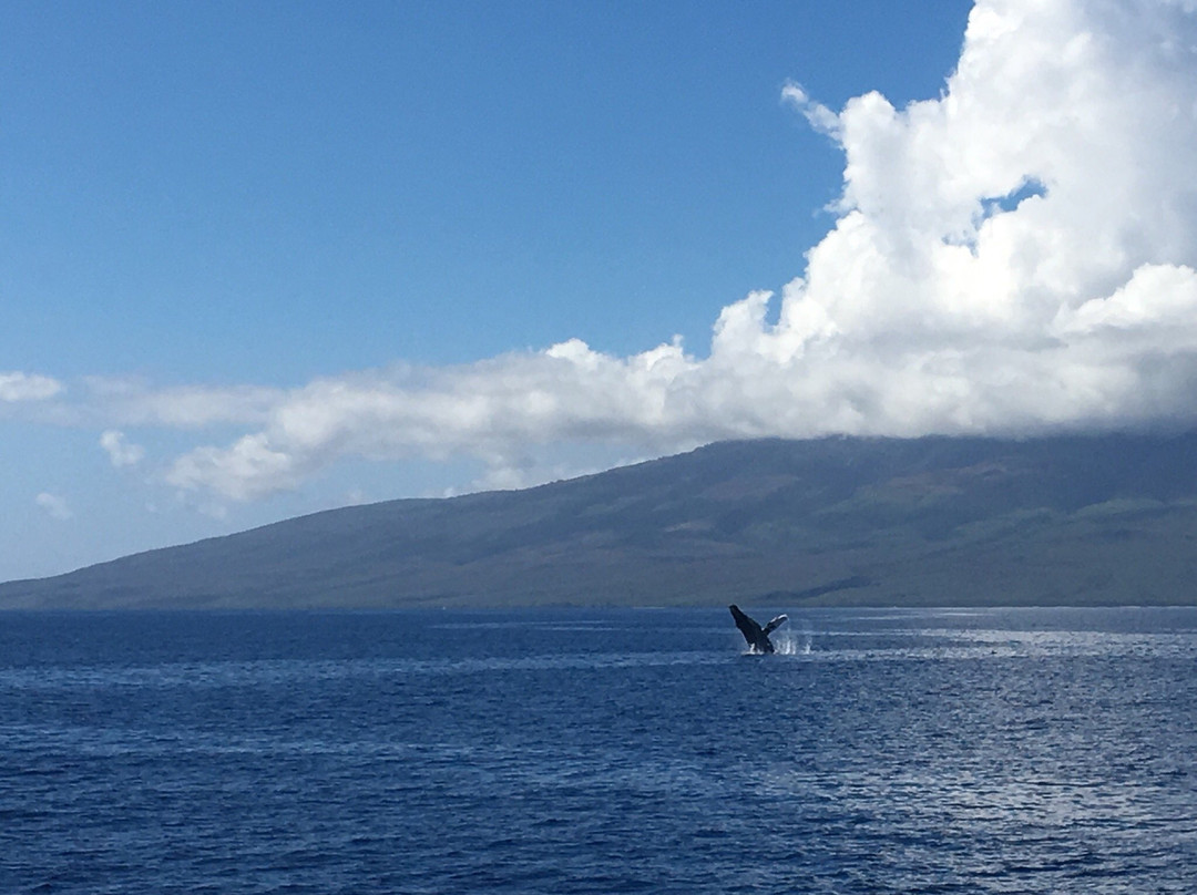 Whale Center of the Pacific景点图片