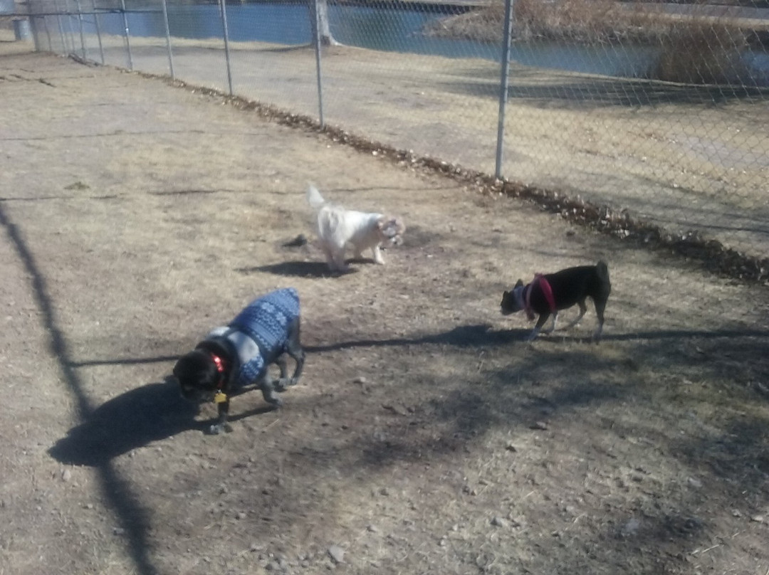 Carole Wheeler Dog Park景点图片