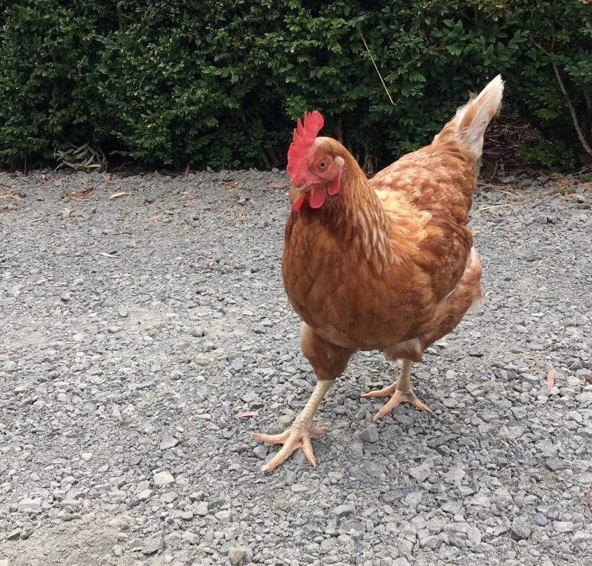 牡蛎湾木屋主图