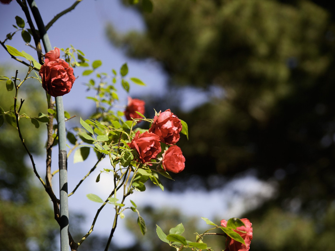 Pension Altstadt主图