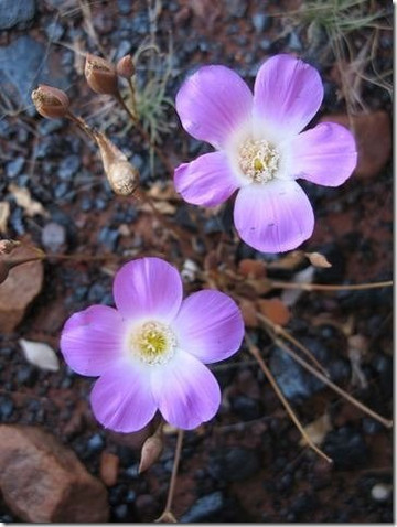 SA Eco Tours-阿德莱德必去景点