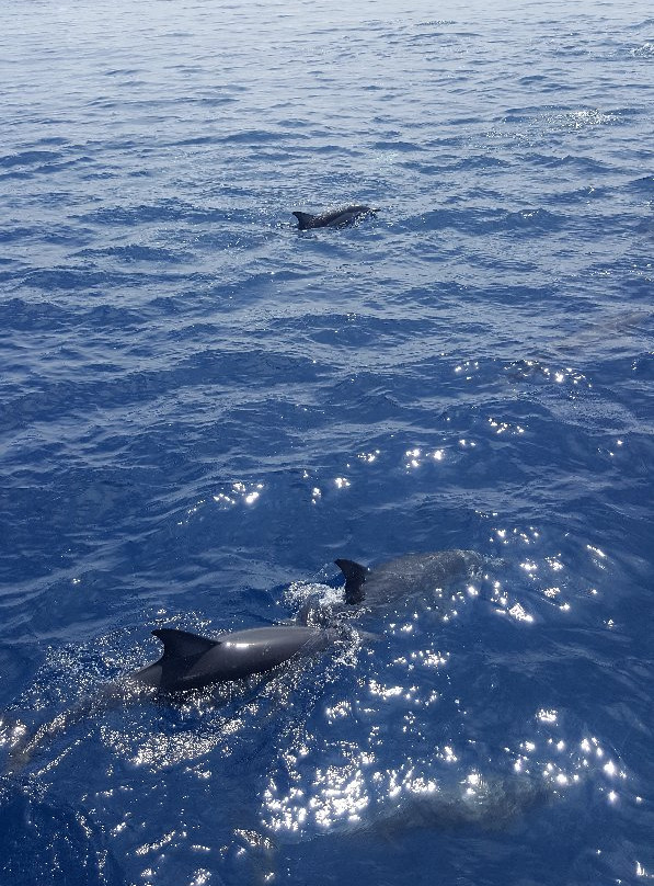 Bay Explorer Dolphin and Wildlife Cruise景点图片