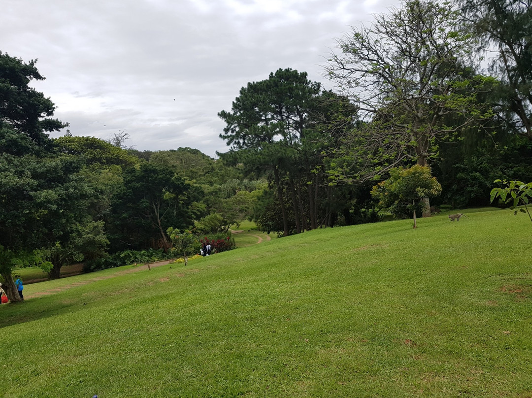 Durban North Japanese Gardens景点图片