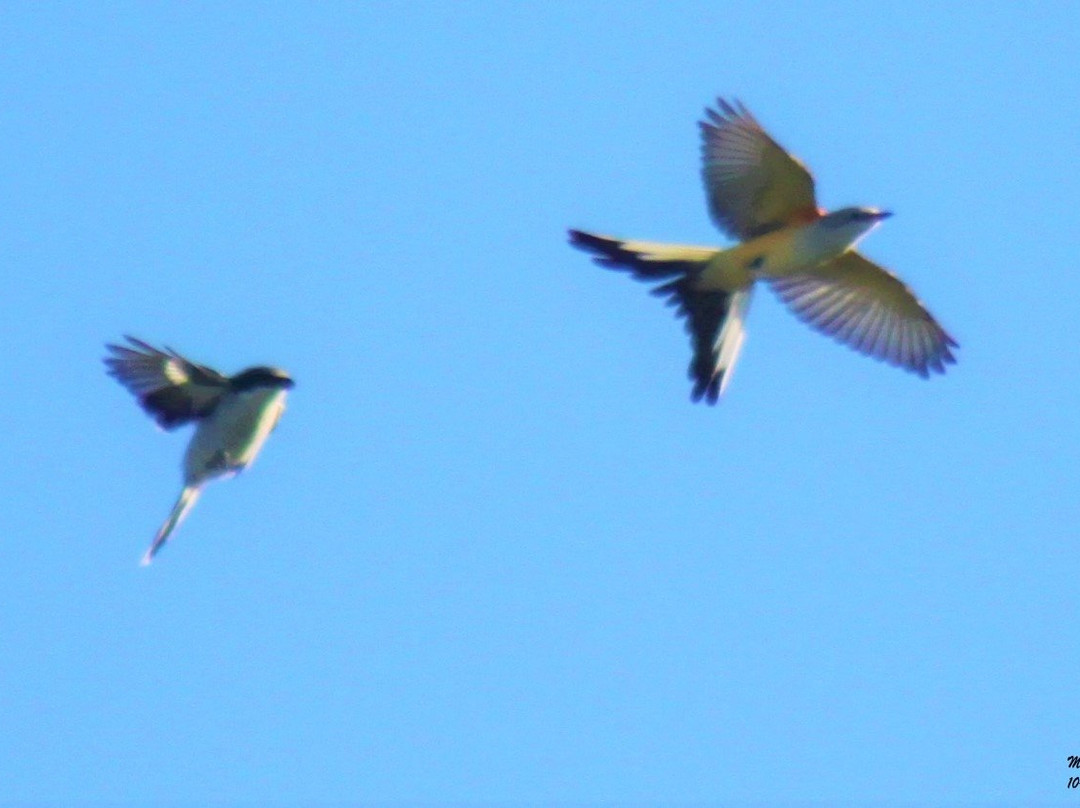 Daggerwing Nature Center-博卡拉顿必去景点
