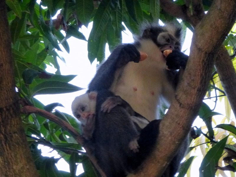 Sumatra Trekking-武吉拉旺必去景点