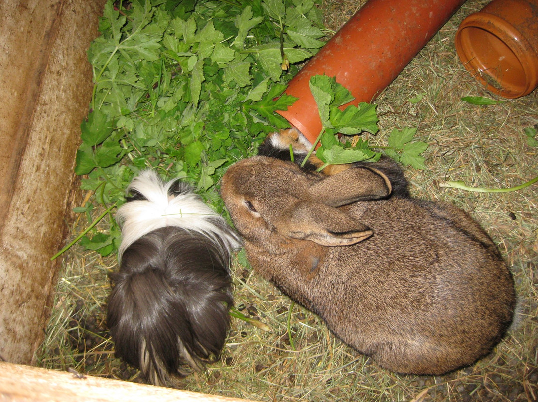 Arzl im Pitztal酒店住宿-Bauernhof Leneler