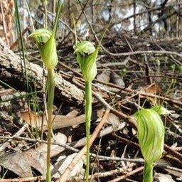 Cobra Killuc Wildlife Reserve-Mortlake必去景点