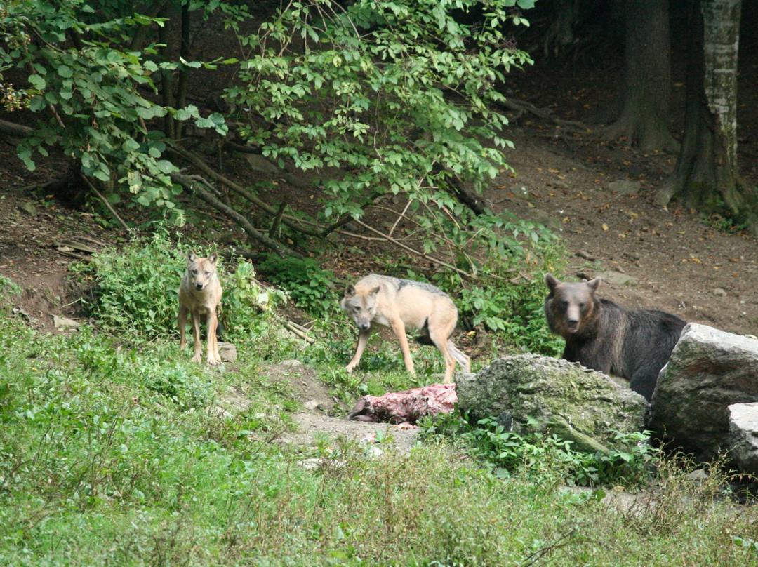Absolute Carpathian-布拉索夫必去景点