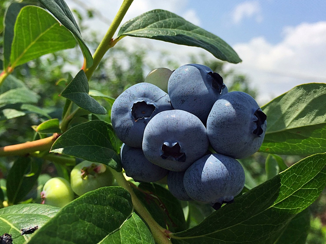 Dawson's Orchards, Inc.-Enon Valley必去景点