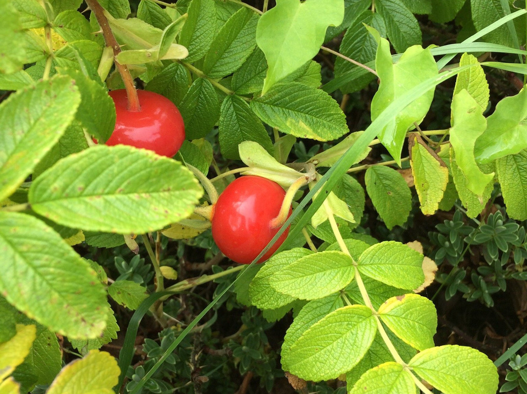Wild Food Mary-Birr必去景点