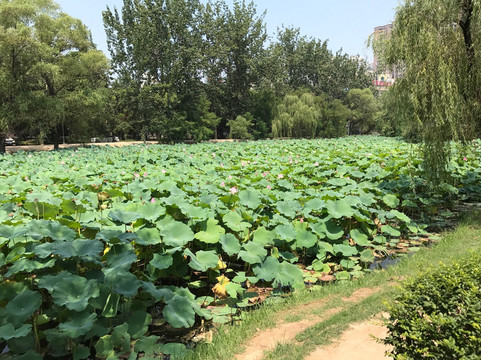 渭滨公园-咸阳市必去景点