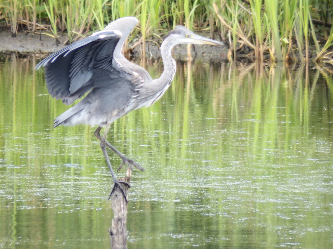 Sprotbrough Flash Nature Reserve-唐克斯特必去景点