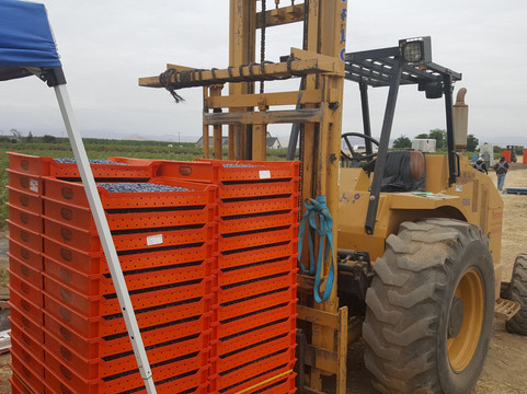 Tabitha Max Blueberry Farm-波特维尔必去景点