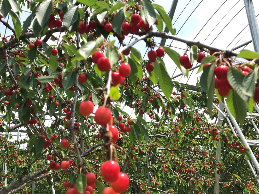 Yokoyama Fruit Farm-网走市必去景点