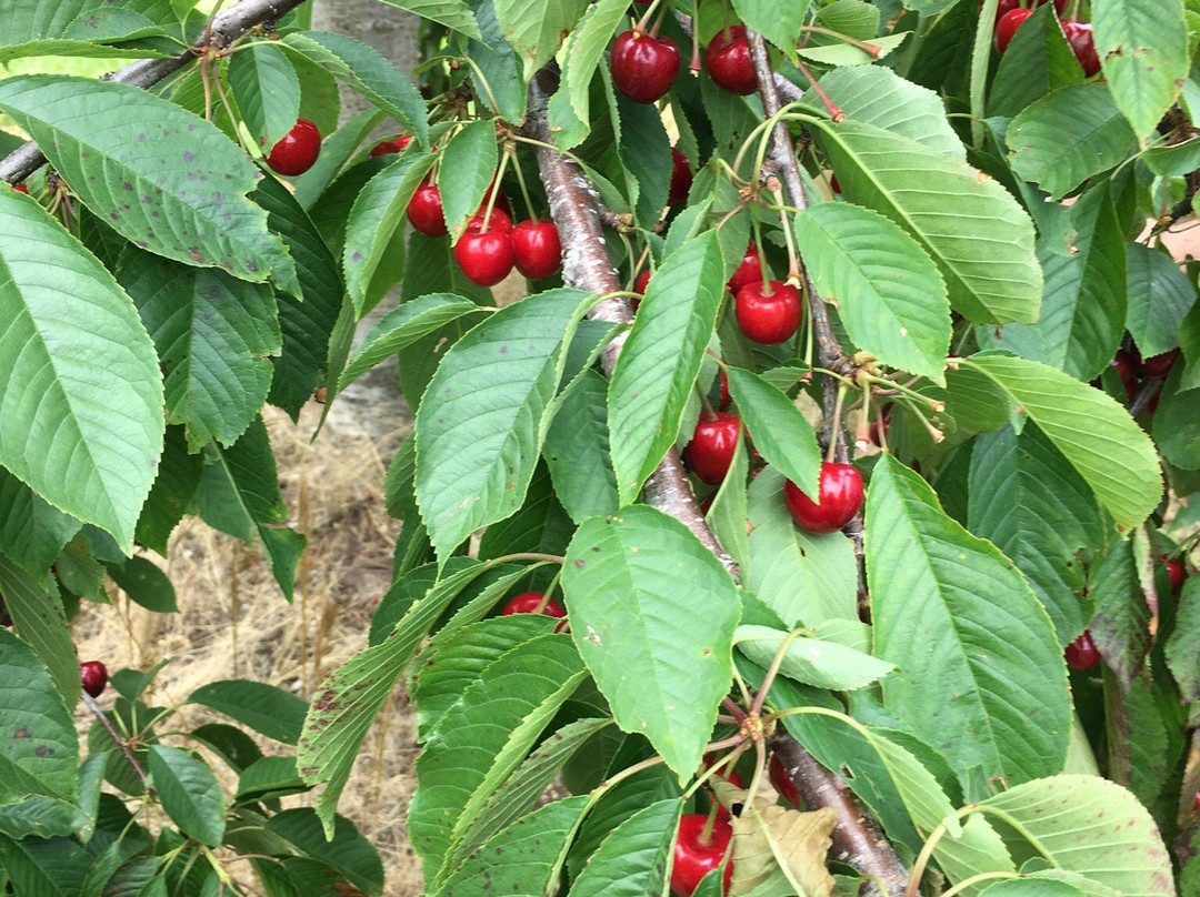 Gallaghers Farm Market-特拉弗斯城必去景点