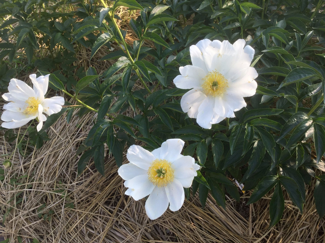 Kyuhojiryokuchi-八尾市必去景点
