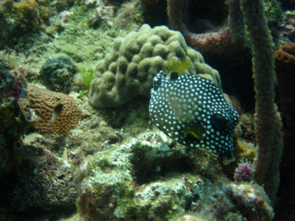 Island Dive Operations-Portsmouth必去景点