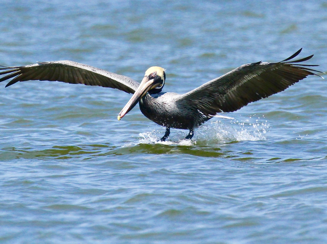 Edisto Shrimp Boat Charters-埃迪斯托艾兰必去景点