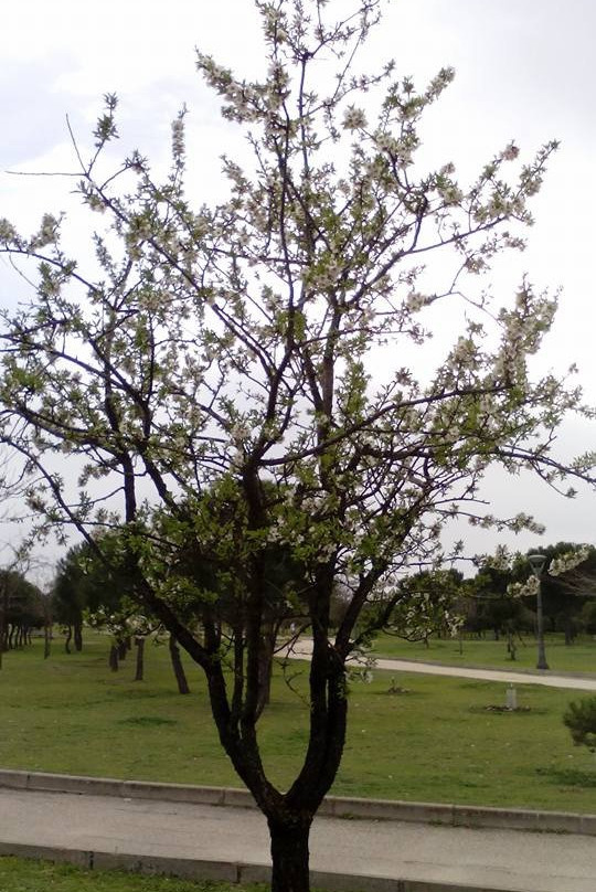 Parque Municipal Juan Carlos I-品度必去景点