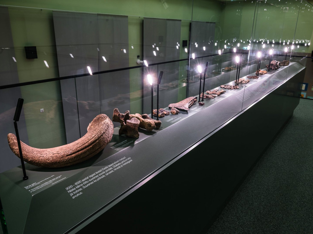 University of Tartu Natural History Museum-塔尔图必去景点