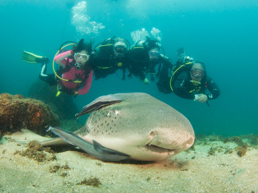 Sporty's Scuba Diving-Bundall必去景点
