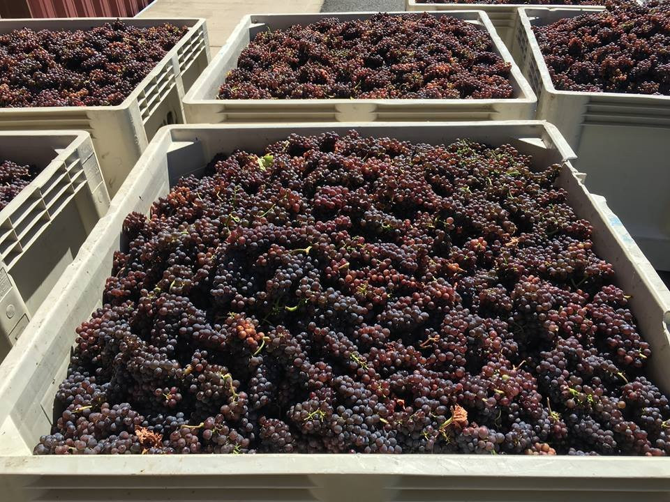 Methven Family Vineyards-Dayton必去景点