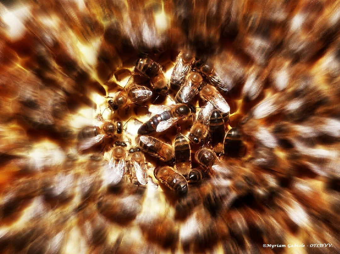 Le Rucher du Marandou-Saint-Avit-de-Vialard必去景点