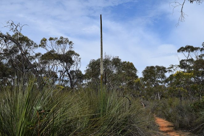 Para Wirra Recreation Park景点图片