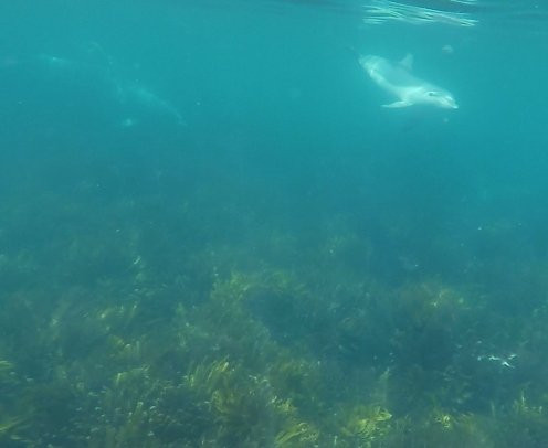 New Zealand Diving-瓦卡沃夫必去景点