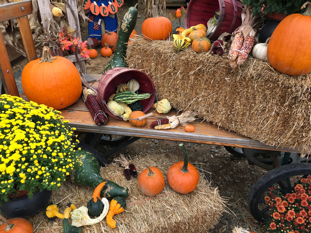 Coleman's Christmas Tree Farm-Middletown必去景点