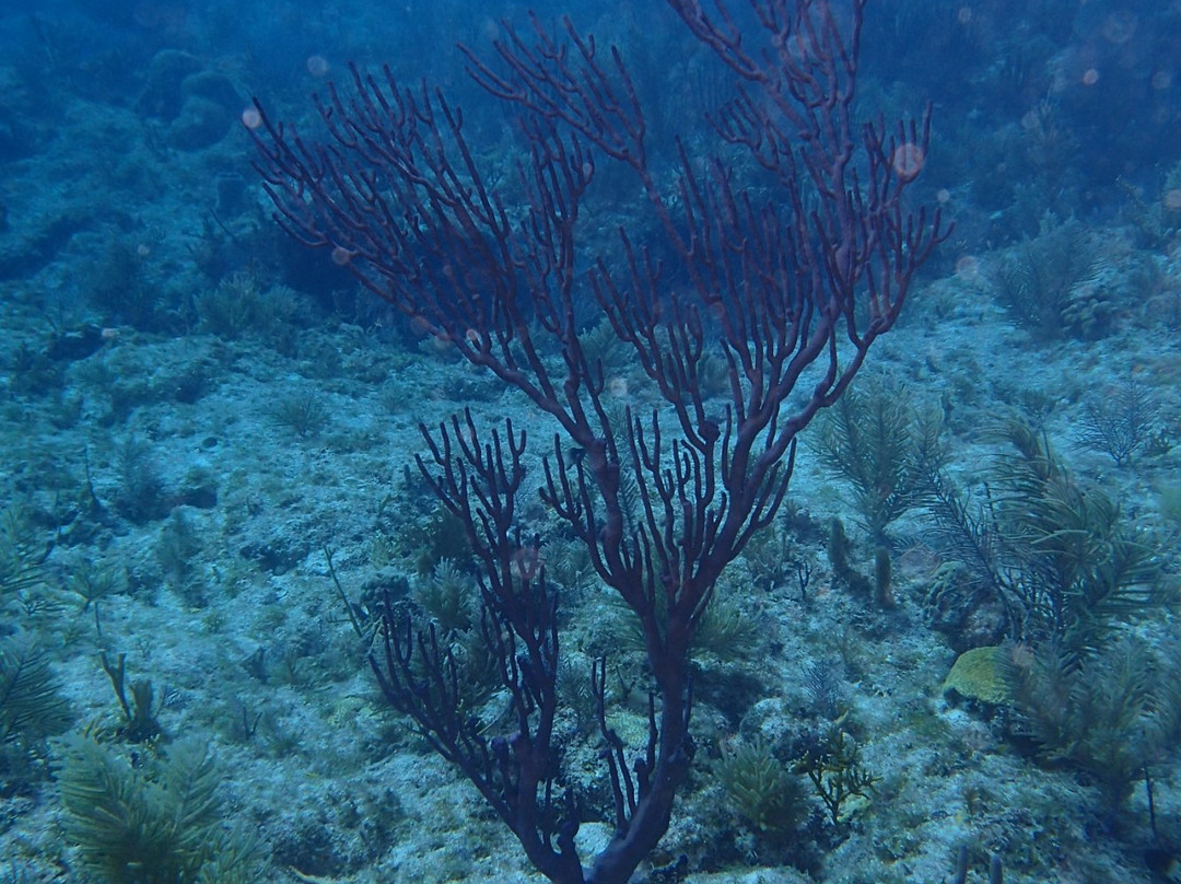 Carysfort Reef Lighthouse reef-拉哥岛必去景点