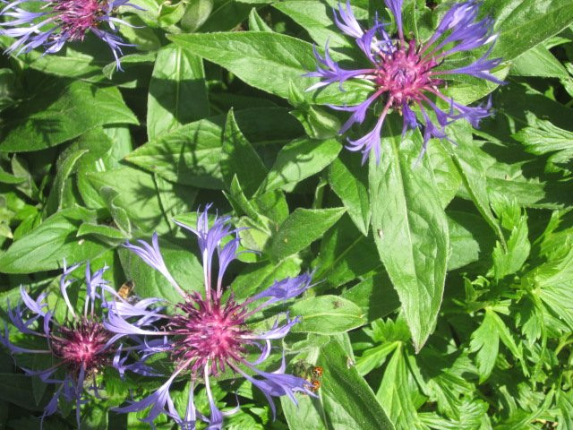 Duneira Estate-马其顿必去景点