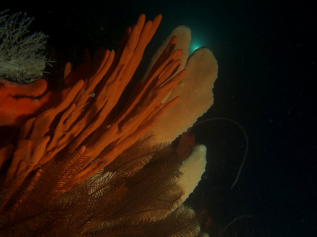 Bicheno Dive Centre景点图片