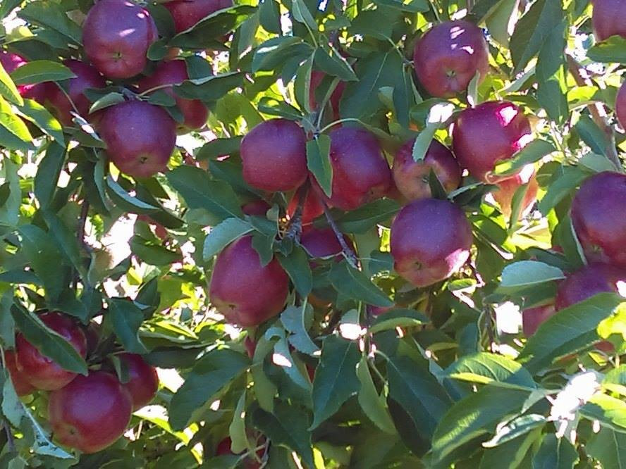 Gould Hill Farm-Contoocook必去景点