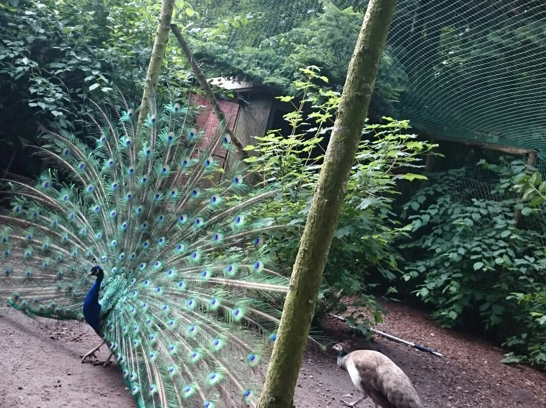 RosenParken景点图片