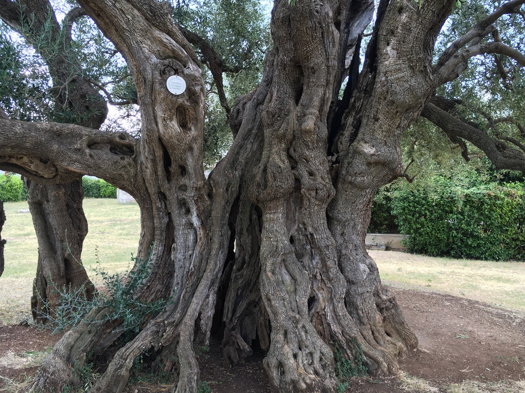 Mastrinka - Old Olive Tree景点图片