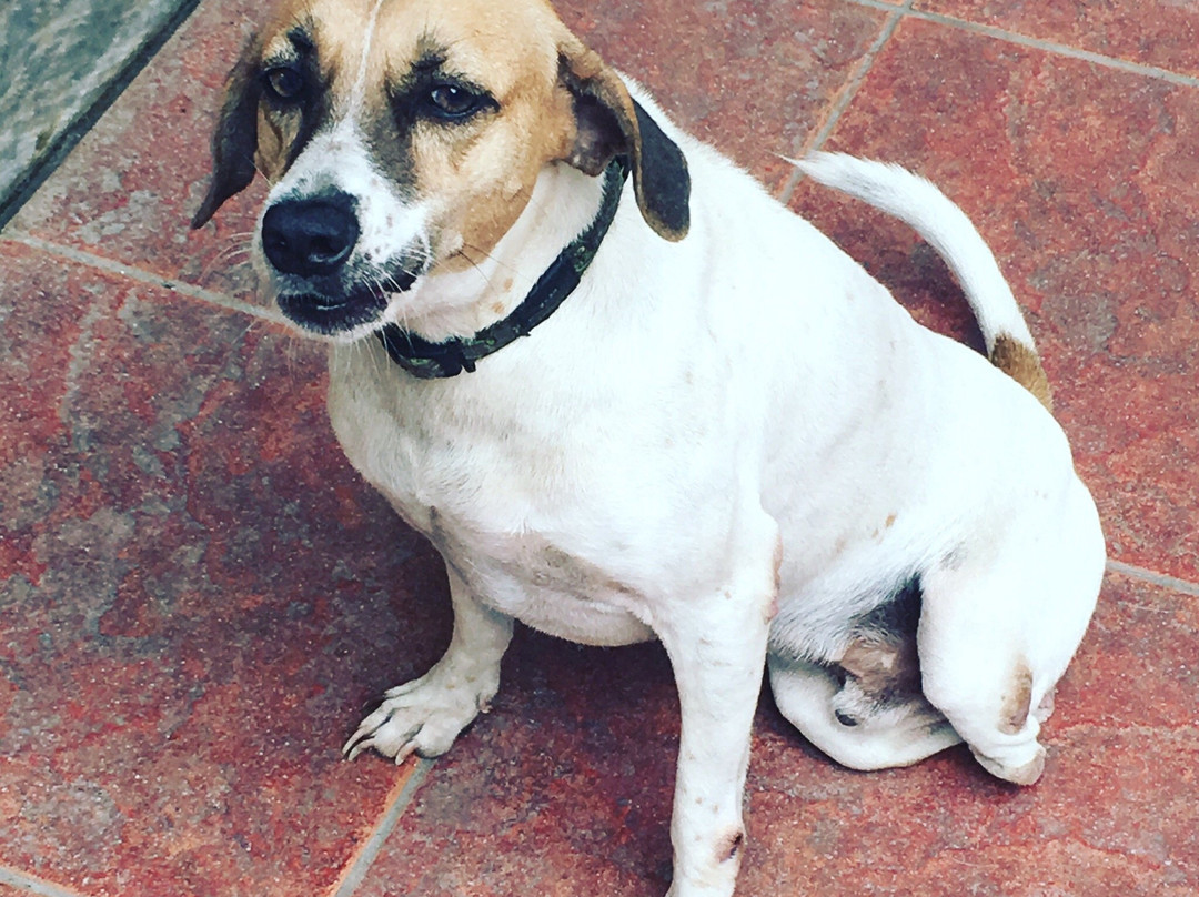 Aklan Animal Rescue & Rehabilitation Center-卡利波必去景点