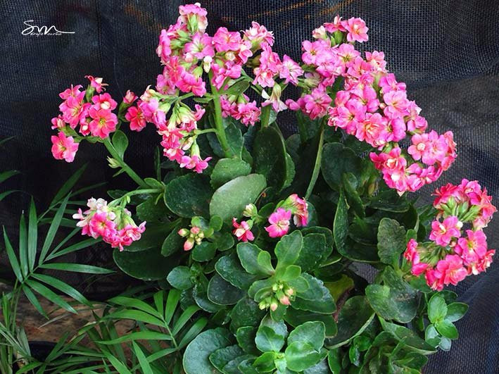 Pedra da Lajinha-Teofilo Otoni必去景点